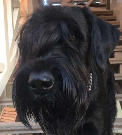 Hunde Porträt (Portrait) Galerie....-Beitrag-Bild