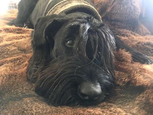 Unsere Fellnasen im Regenbogenland-Beitrag-Bild