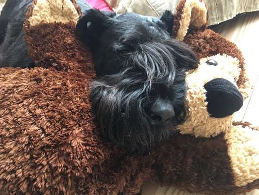 Unsere Fellnasen im Regenbogenland-Beitrag-Bild