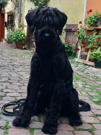 Hundebilder-Beitrag-Bild