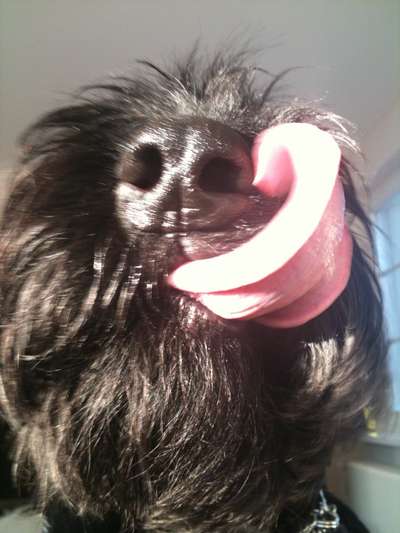 20. Collagen Challenge - "Lustige Schnappschüsse"-Beitrag-Bild