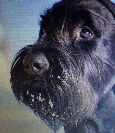 Dogorama Photo Challenge - Portrait-Beitrag-Bild