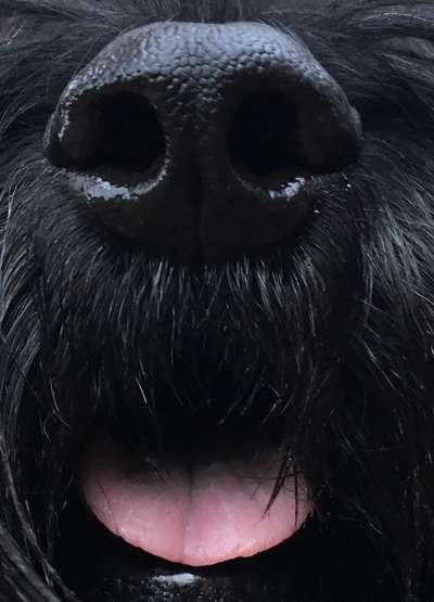 Zeigt mir die tollste Nahaufnahme von eurer Fellnase-Beitrag-Bild