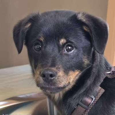 Hundetreffen-Suchen nette Leute zum spazieren gehen.-Profilbild