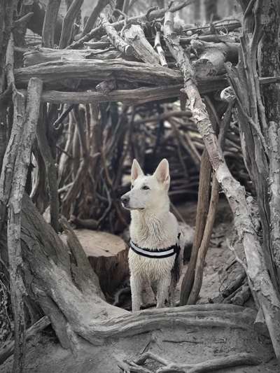 Dogorama Photo Challenge - Einmal lächeln bitte-Beitrag-Bild