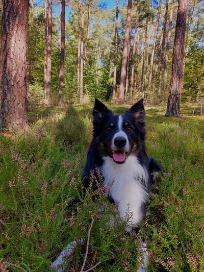 Hundetreffen-Spazieren und Spielen-Bild