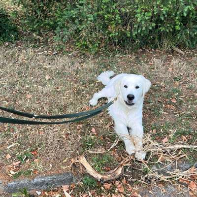 Hundetreffen-Spielen/ Trainieren-Bild