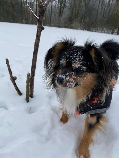 Die Dogorama Kalender Challenge Titelbild-Beitrag-Bild