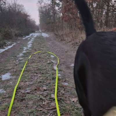 Impulskontrollübung 67: Laufbilder mit dem Hund 📸-Beitrag-Bild