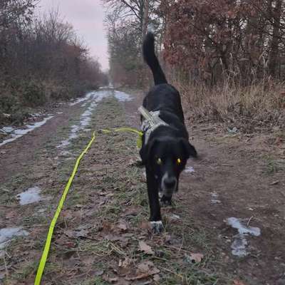 Impulskontrollübung 67: Laufbilder mit dem Hund 📸-Beitrag-Bild