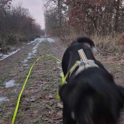 Impulskontrollübung 67: Laufbilder mit dem Hund 📸-Beitrag-Bild