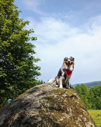 Hundetreffen-Hundekommunikation durch Beobachtung lernen-Bild