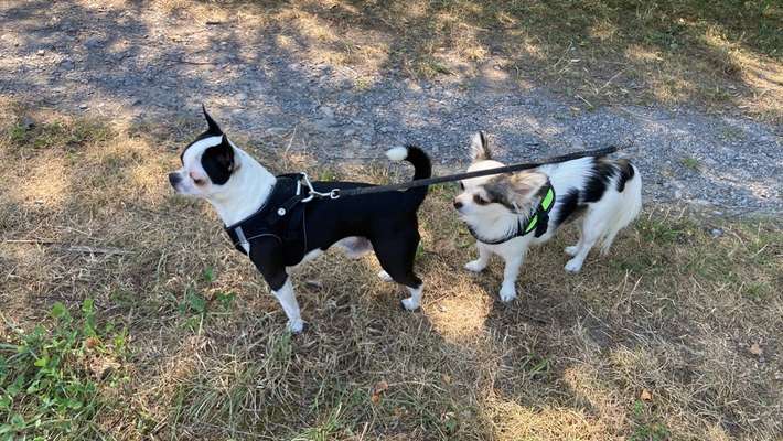 Wo sind die Chihuahua Besitzer ?-Beitrag-Bild