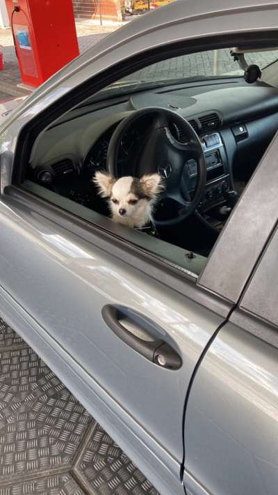 Wo sind die Chihuahua Besitzer ?-Beitrag-Bild