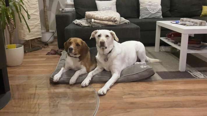 Bester Freund, Hundekumpel - zeigt her!-Beitrag-Bild