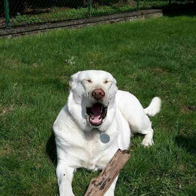 Lustigsten Grimassen von euren Hunden-Beitrag-Bild