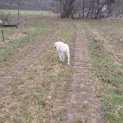 Arthrose, Librela - Injektionen-Beitrag-Bild