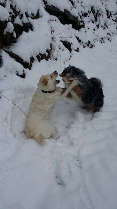Bester Freund, Hundekumpel - zeigt her!-Beitrag-Bild