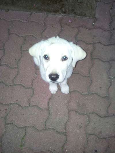 CHALLENGE NR. 19 - Der Hundeblick-Beitrag-Bild