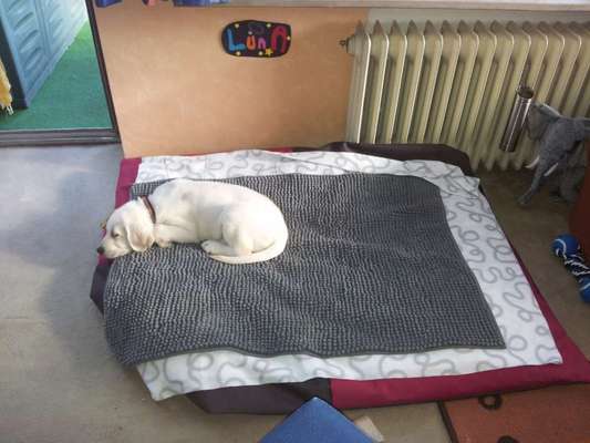 Welpen Bilder !-Beitrag-Bild