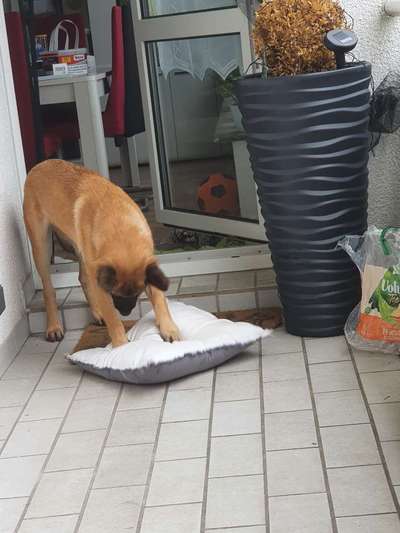 vorsicht, wir werden dominiert und manipuliert von unseren Hunden-Beitrag-Bild