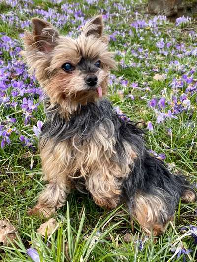 Unsere Fellnasen im Regenbogenland-Beitrag-Bild