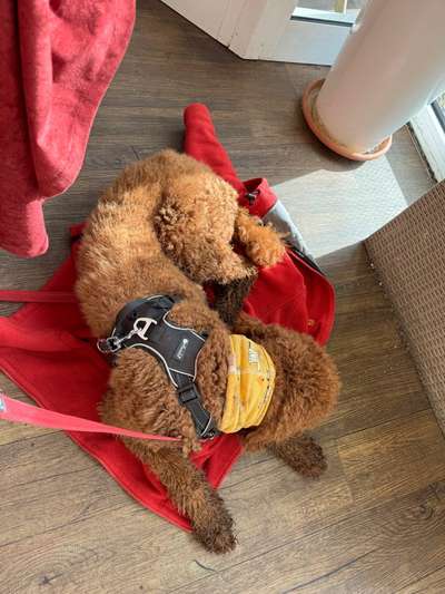 Gehören Hunde ins Restaurant?-Beitrag-Bild