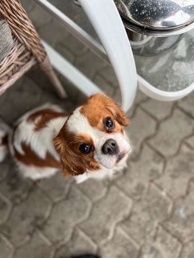 Hundetreffen-Social Walk-Bild