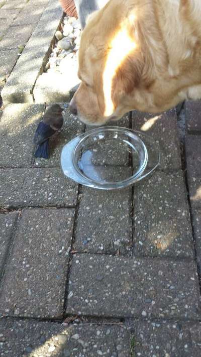 Unsere Fellnasen im Regenbogenland-Beitrag-Bild