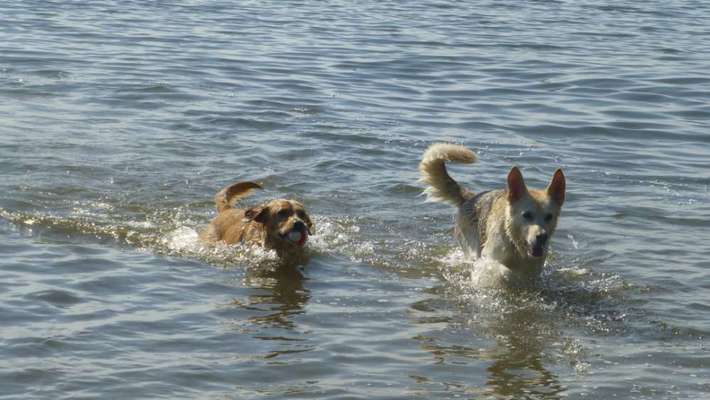Unsere Fellnasen im Regenbogenland-Beitrag-Bild