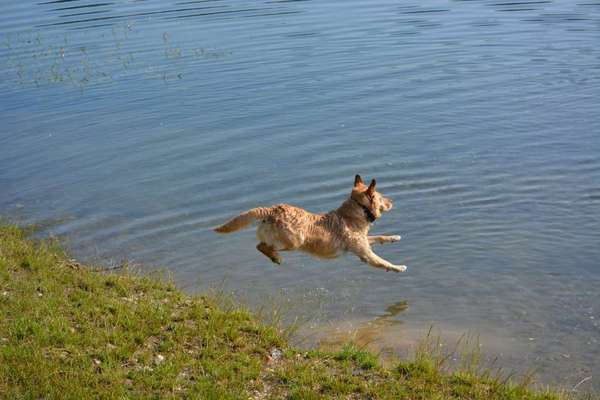 Unsere Fellnasen im Regenbogenland-Beitrag-Bild