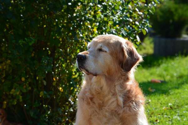 Unsere Fellnasen im Regenbogenland-Beitrag-Bild