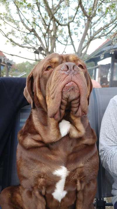 Olde English Bulldogge-Beitrag-Bild