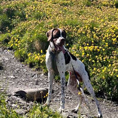 Hundetreffen-Gassirunde dietlokon