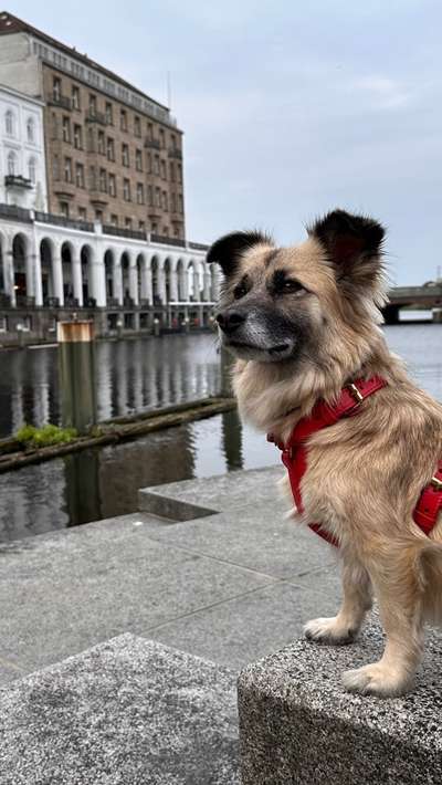 Hundetreffen-Spiel-Date oder gemeinsame Gassirunde-Bild