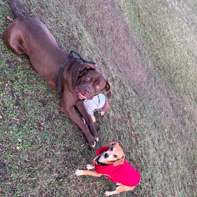 Hundetreffen-Spieltreffen-Bild