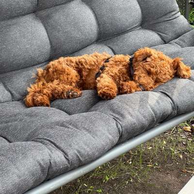 Hundetreffen-Welpentreffen-Bild