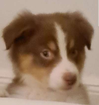 Zeige das lustigste Bild eures Hundis-Beitrag-Bild