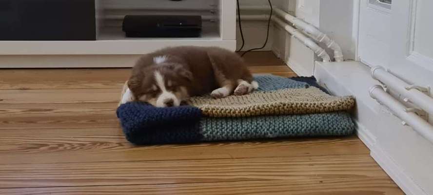 Bastelstunde für den Vierbeiner-Beitrag-Bild