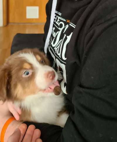 Lustigste Leckerli-Fotos-Beitrag-Bild