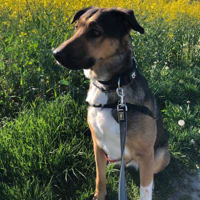 Hundetreffen-Treffen im Reespark-Bild