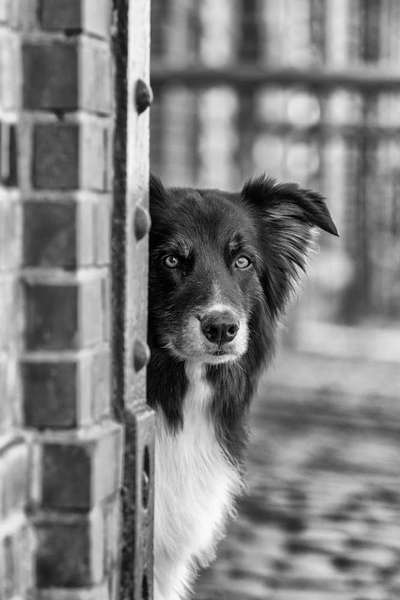 %{de_profession_title}-Hundecityshooting      Dauer: 60 min-Bild