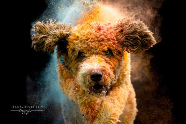 %{de_profession_title}-Hunde Holi-Shooting     Dauer: 30 - 40 m-Bild