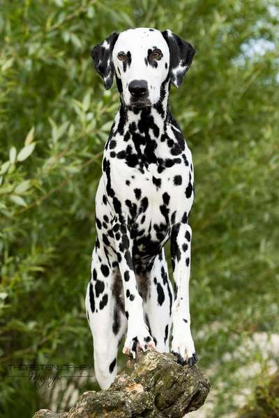 %{de_profession_title}-Hundestrandshooting     Dauer: 60 - 120-Bild