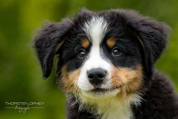 %{de_profession_title}-Welpen-Shooting      Dauer: 60 min-Bild