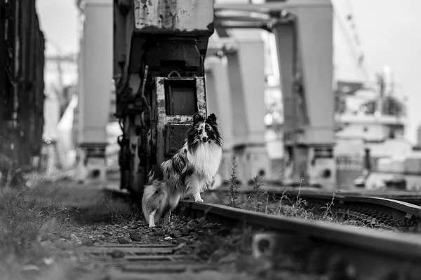 %{de_profession_title}-Hundeshooting spezial     Dauer: 45 min-Bild