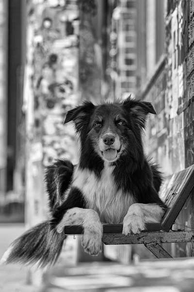 %{de_profession_title}-Hundeshooting big     Dauer: 60 - 120 mi-Bild