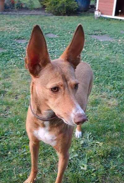 Hundetreffen-Gemütlicher Spaziergang am Reihn-Bild