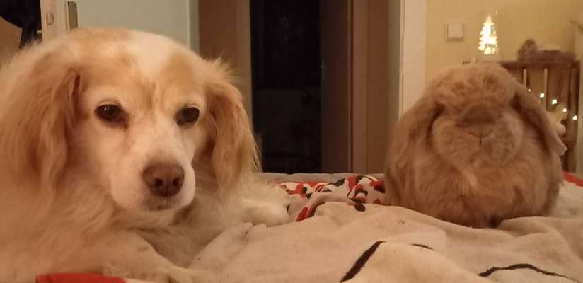 Dogorama Photo Challenge - Gegensätze-Beitrag-Bild