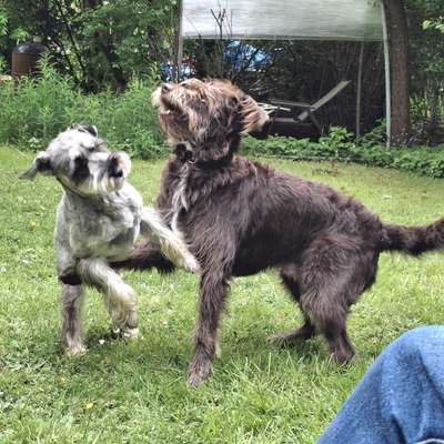 Hundetreffen-Toben!-Bild